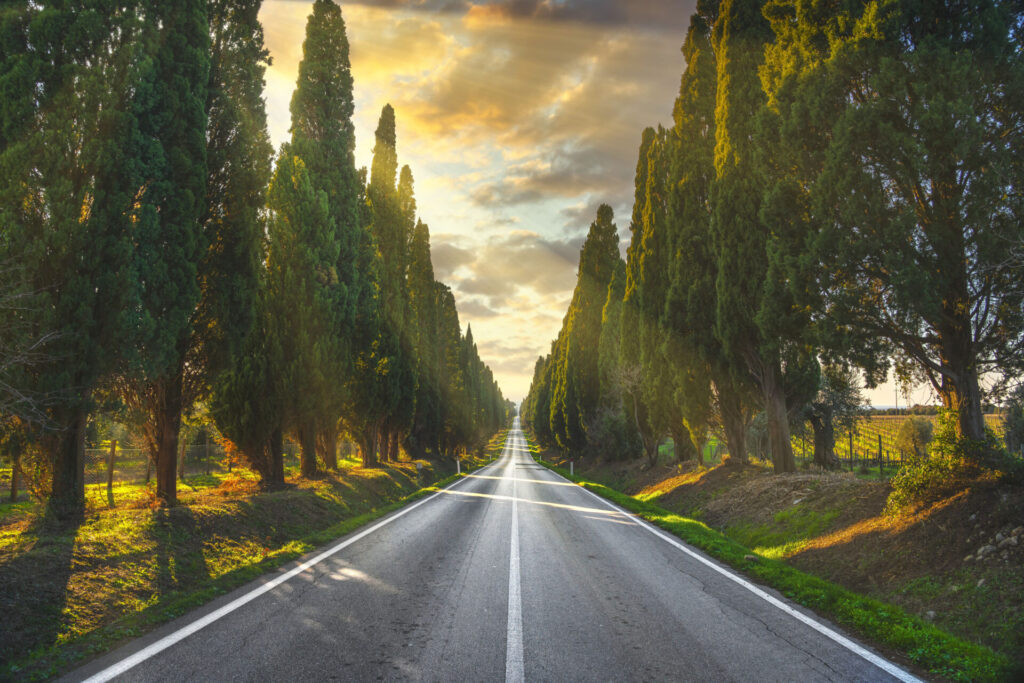 Bolgheri famous cypresses tuscany farmhouse